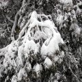 image 054-snow-laden-branch-jpg