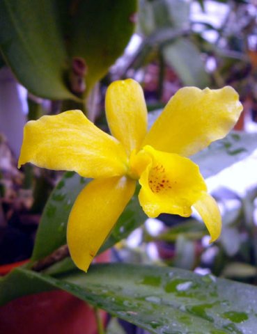image gold-digger-orchidglades-mandarin-lc-3-jpg