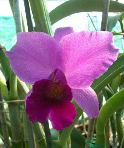 image little-susie-orchidglen-lc-jpg