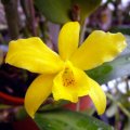 image gold-digger-orchidglades-mandarin-lc-1-jpg