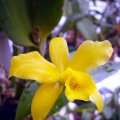 image gold-digger-orchidglades-mandarin-lc-3-jpg
