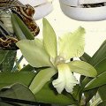 ORCHIDS - Cattleya Hybrids