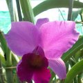 image little-susie-orchidglen-lc-jpg