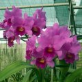 image little-susie-orchidglen-lc-1-jpg