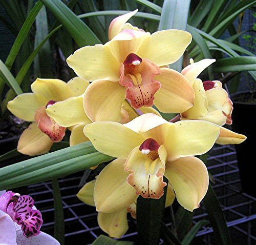 image cym-orchid-c-jpg