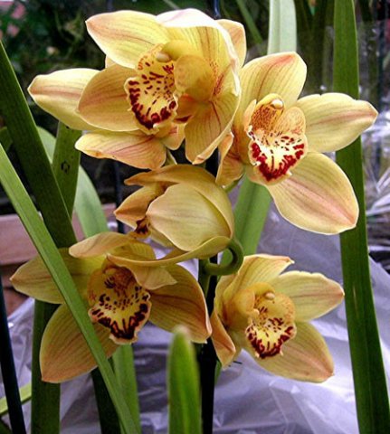image cym-orchid-d-wedding-jpg
