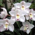 image cym-orchid-e-wedding-jpg