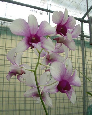 image youppadeewan-orchidglade-2-jpg