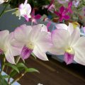 image phalaenopsis-bicolor-jpg