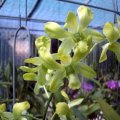 ORCHIDS - Dendrobiums