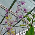 image youppadeewan-orchidglade-1-jpg