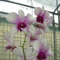 image youppadeewan-orchidglade-2-jpg