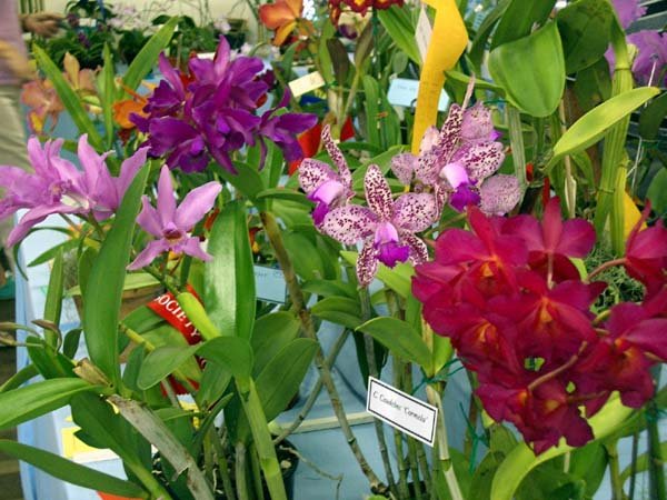 image assorted-orchids-jpg