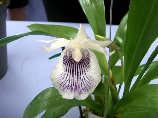 image cochleanthes-amazing-jpg