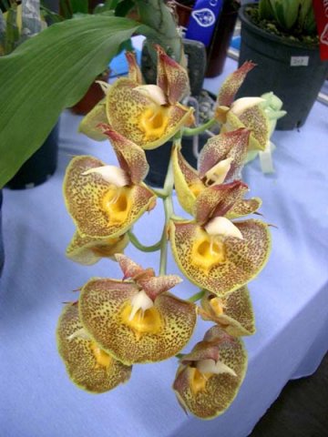 image ctsm-catasetum-orchidglade-york-x-black-rook-jpg