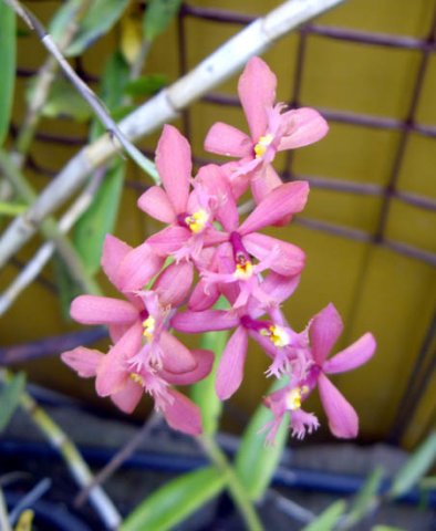 image epidendrum-crucifix-orchid-pink-3-jpg