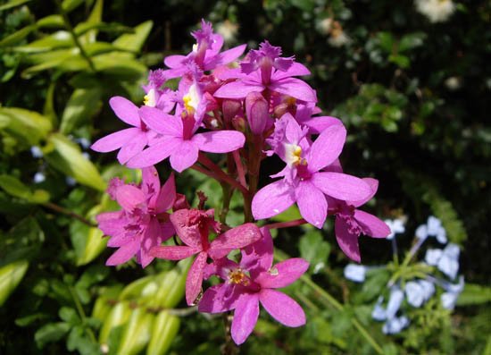 image epidendrum-crucifix-orchid-purple-var-1-jpg