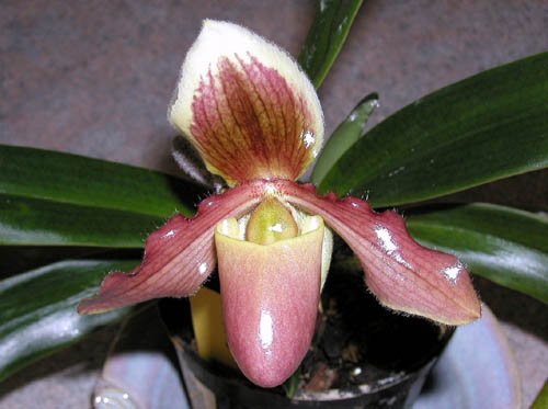 image paphiopedilum-slipper-orchid-jpg