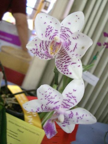 image phal-phalaenopsis-michael-crocker-jpg