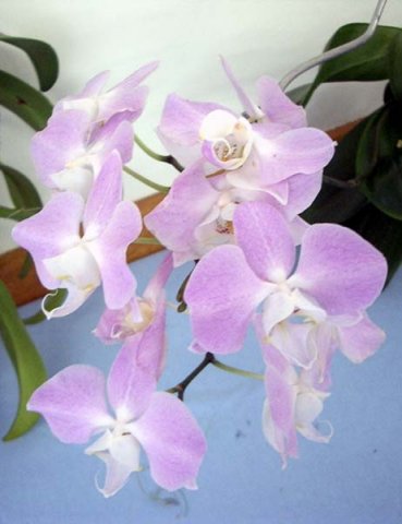 image phal-phalaenopsis-sanderana-jpg
