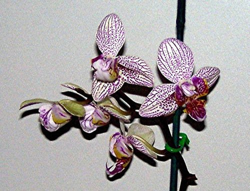 image phalaenopsis-q-jpg