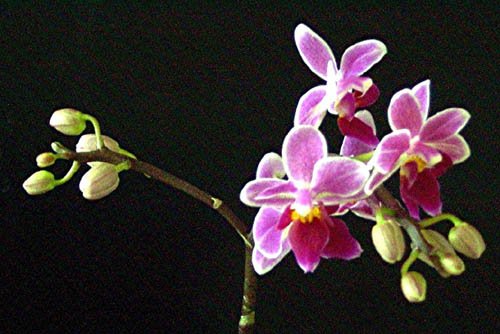 image phalaenopsis-r-mini-equestris-var-jpg