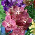 image ascda-ascocenda-orchidglades-gold-sport-x-vanda-kasems-delight-jpg