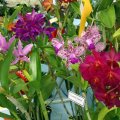 image assorted-orchids-jpg