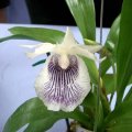 image cochleanthes-amazing-jpg