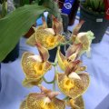 image ctsm-catasetum-orchidglade-york-x-black-rook-jpg