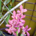 image epidendrum-crucifix-orchid-pink-3-jpg