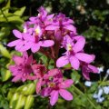 image epidendrum-crucifix-orchid-purple-var-1-jpg