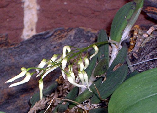 image linguiforme-tongue-orchid-1-jpg
