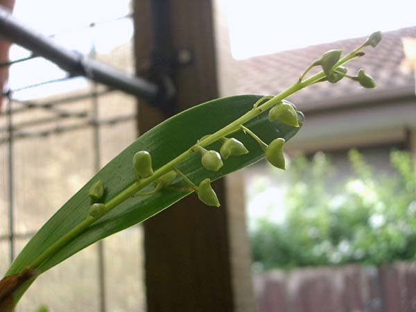 image monophyllum-lily-of-the-valley-orchid-2-in-bud-jpg