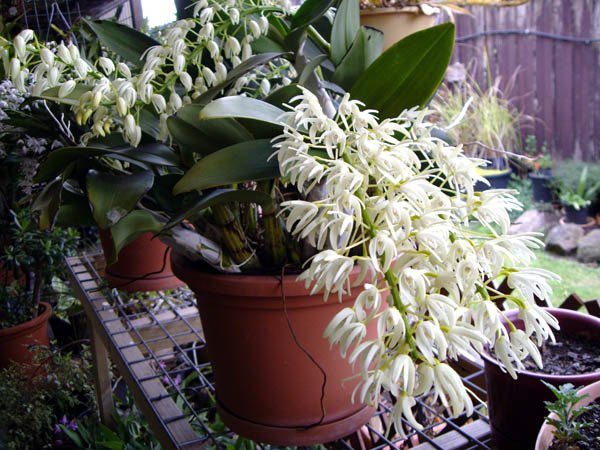 image speciosum-king-orchid-3-jpg