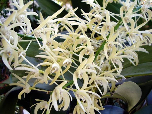image speciosum-king-orchid-4-jpg