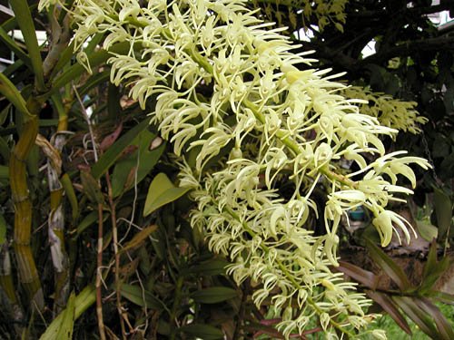 image speciosum-closeup-king-orchid-jpg