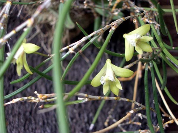 image teretifolium-pencil-orchid-1-jpg