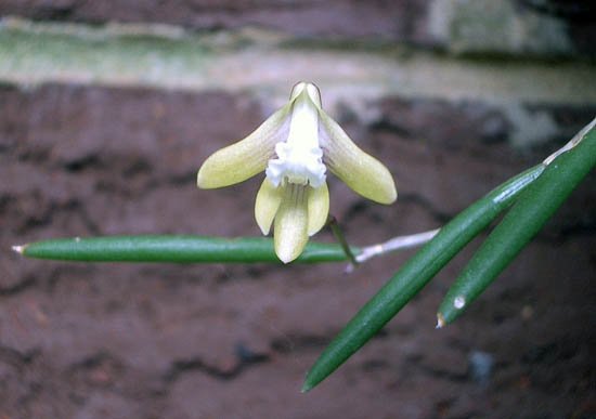 image teretifolium-pencil-orchid-2-jpg