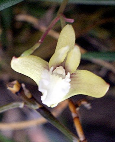image teretifolium-pencil-orchid-4-jpg