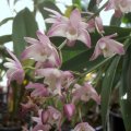 ORCHIDS - Native Dendrobiums
