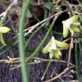 image teretifolium-pencil-orchid-1-jpg
