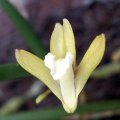 image teretifolium-pencil-orchid-3-jpg