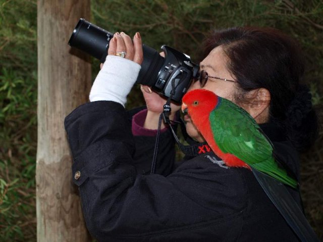 image 354-2009-jun-20-australian-king-parrot-accompanying-me-during-our-visit-to-ballarat-bird-world-vic-jpg