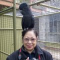 image 353-2009-jun-7-red-tailed-black-cockatoo-perched-on-my-head-at-ballarat-bird-world-vic-jpg