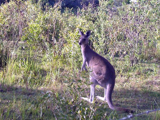 image toorbul-kangaroo-roaming-free-03-jpg