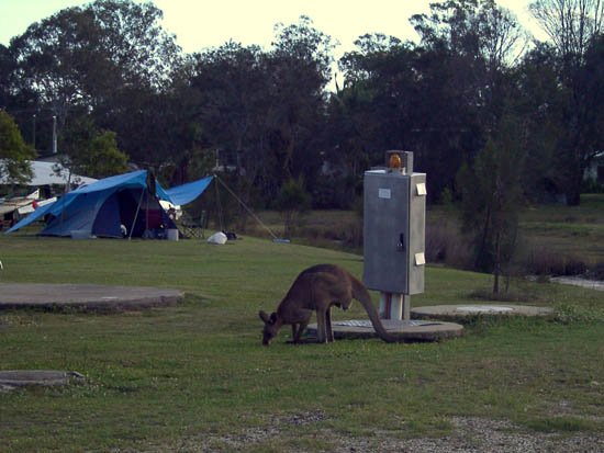 image toorbul-kangaroo-roaming-free-04-jpg