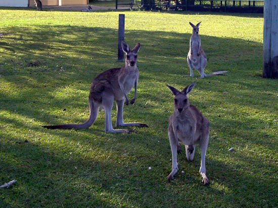 image toorbul-kangaroos-roaming-free-01-jpg
