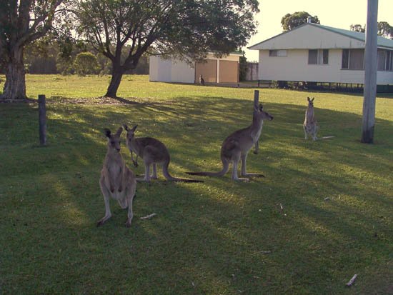 image toorbul-kangaroos-roaming-free-02-jpg