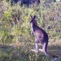 image toorbul-kangaroo-roaming-free-03-jpg